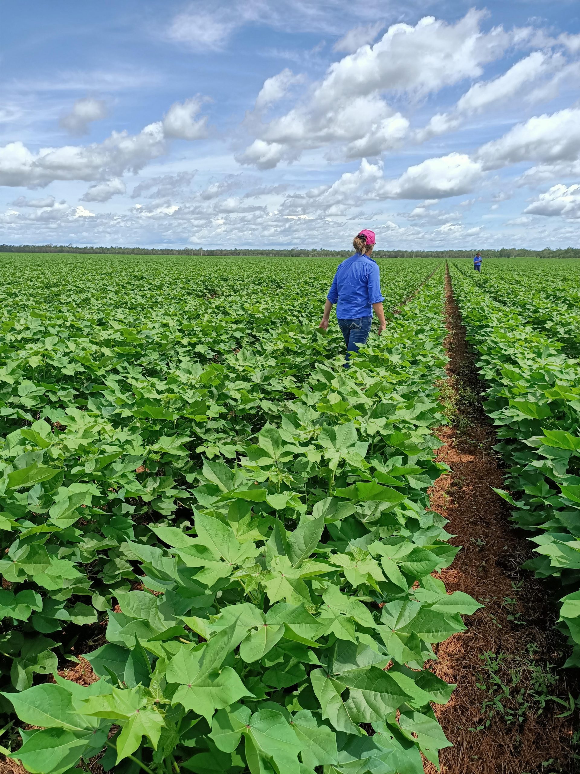 Modern cotton in the Northern Territory